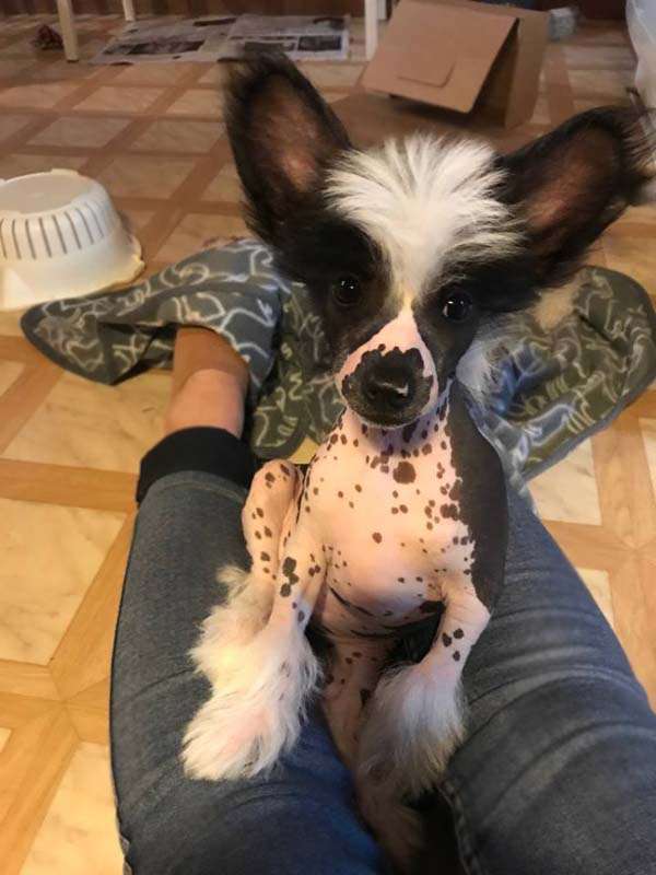 Bellatrix Luckycharm Enif