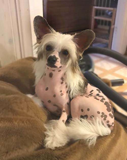 Bellatrix Luckycharm Astra