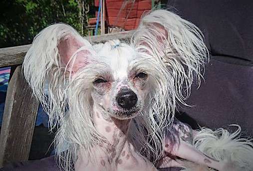 Bellatrix Luckycharm Puck