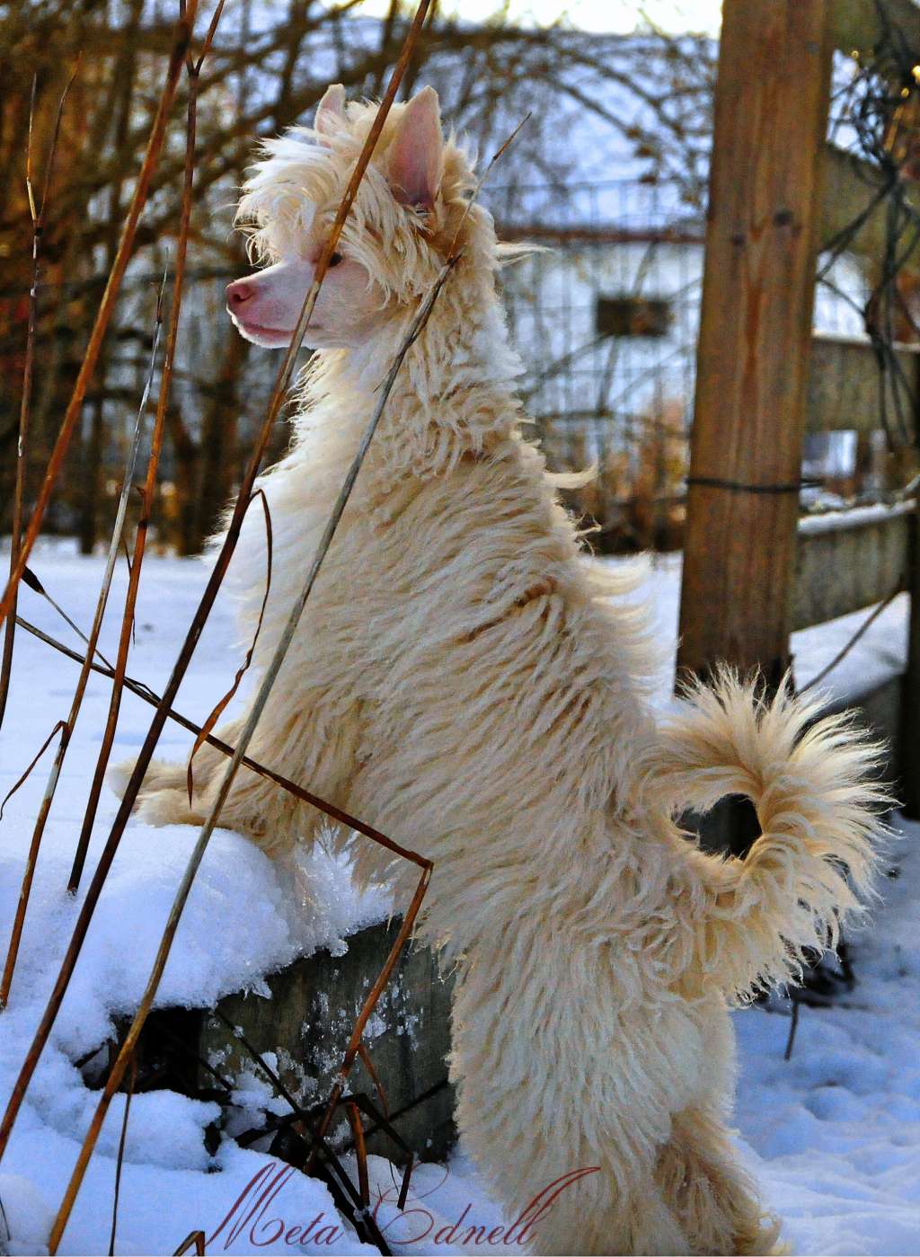 Tiny Rascal's Rising Star