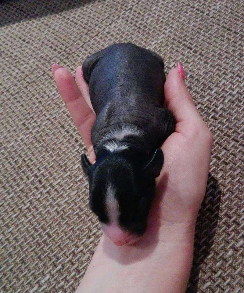 Elvis  Black&White Border