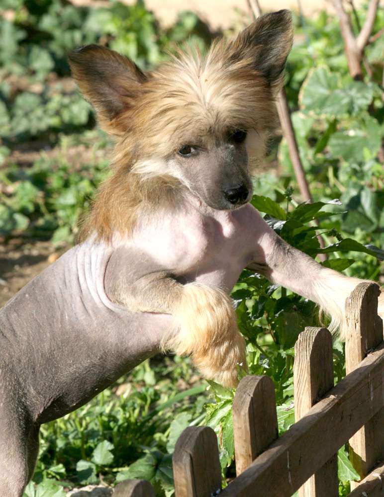 Romantic Fairy Tale  MAXI