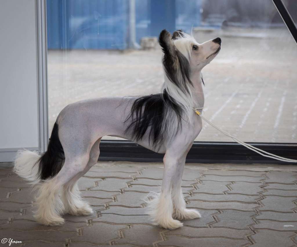 Black-Diva's Proud To Be A Diva