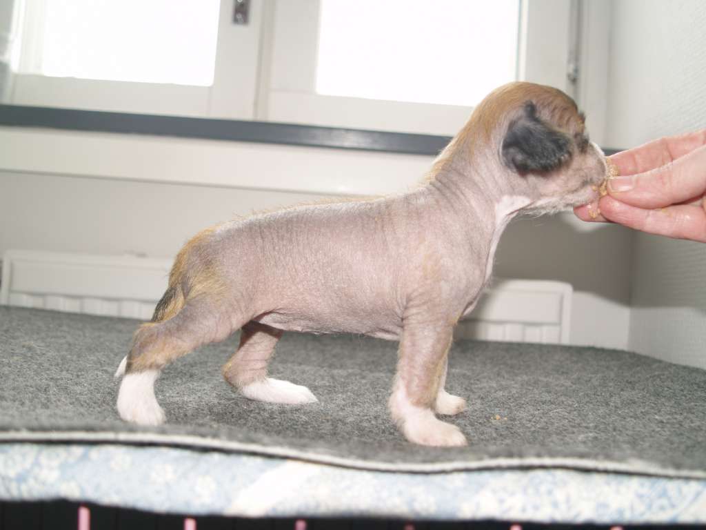 Black-Diva's Proud To Be Naked