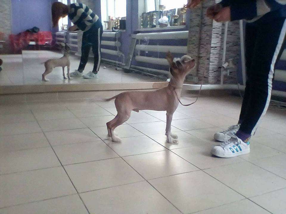 Maskot Master Past iz Clana Timurlana