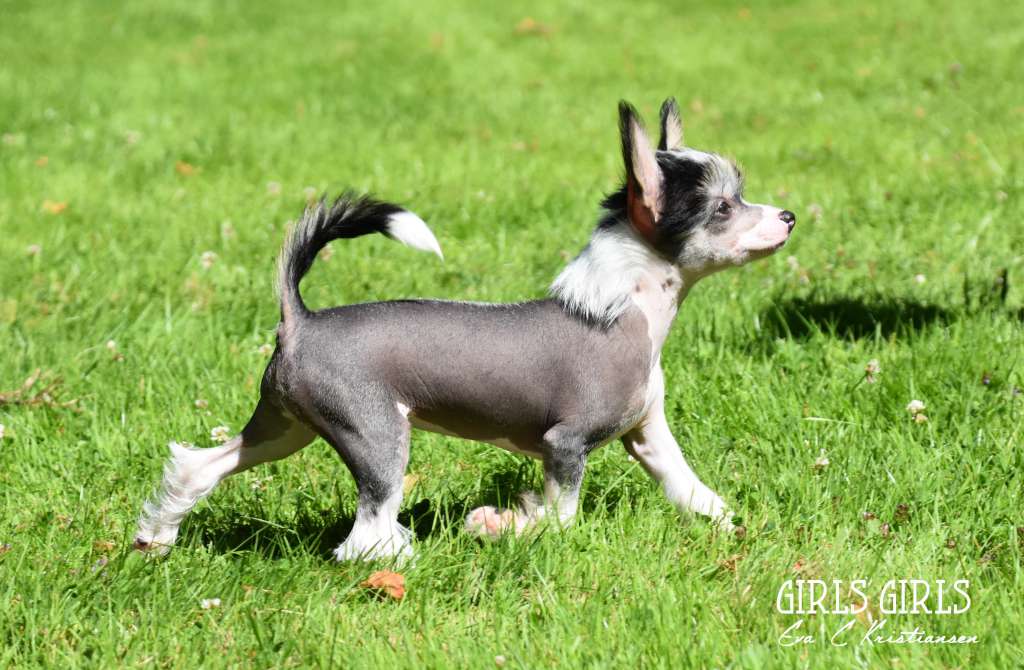 Aqua Lion's Eir Agnes' 2.