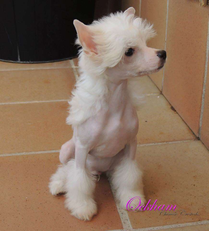 Sweetest Perfection de Ockham