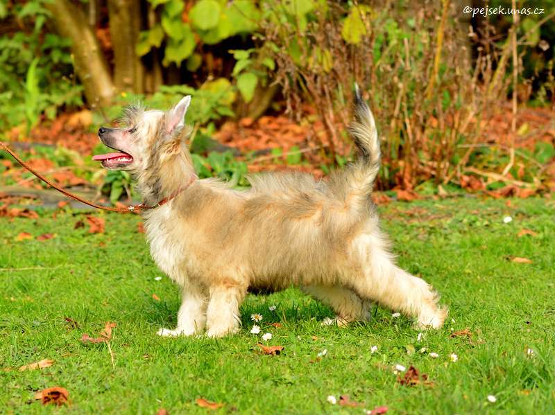 Floy ze Zatopené chajdy