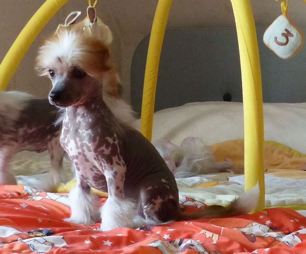 Gavino vom Apfelland