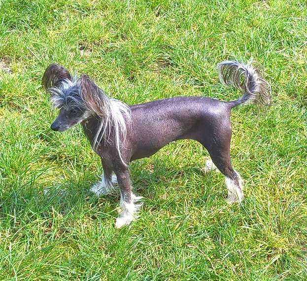 Cat's China Dogs  Your Royal Queen