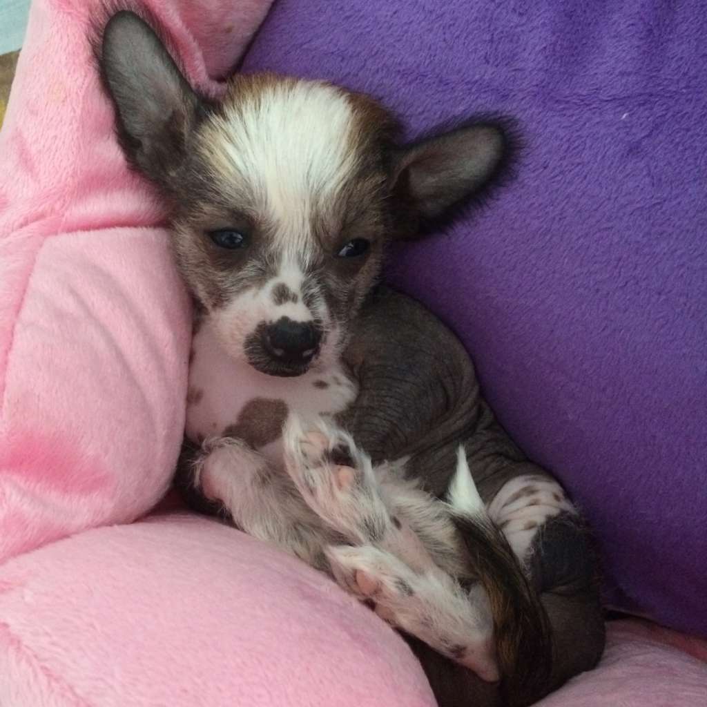 Simply Chinese Mabelle