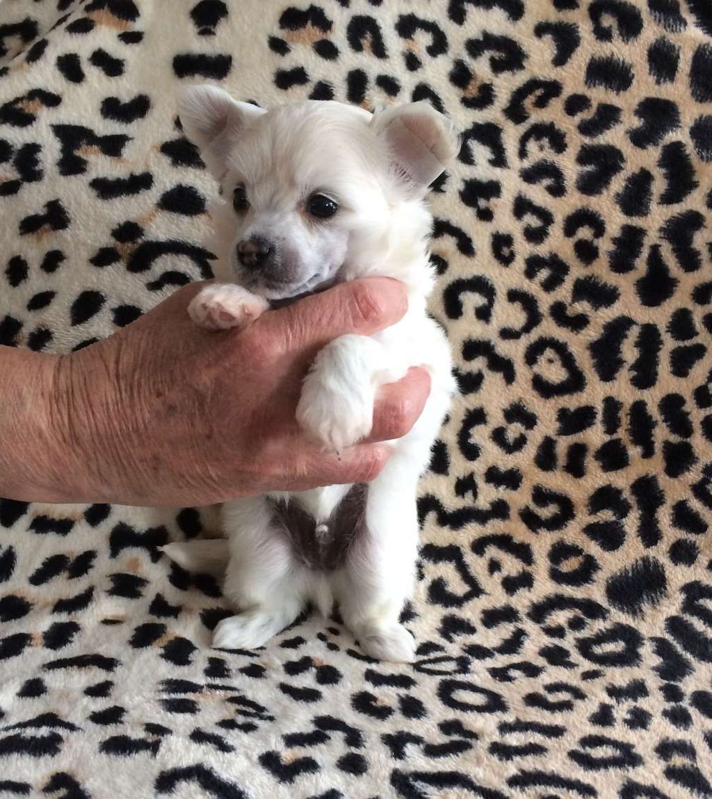 Simply Chinese Mat'choo