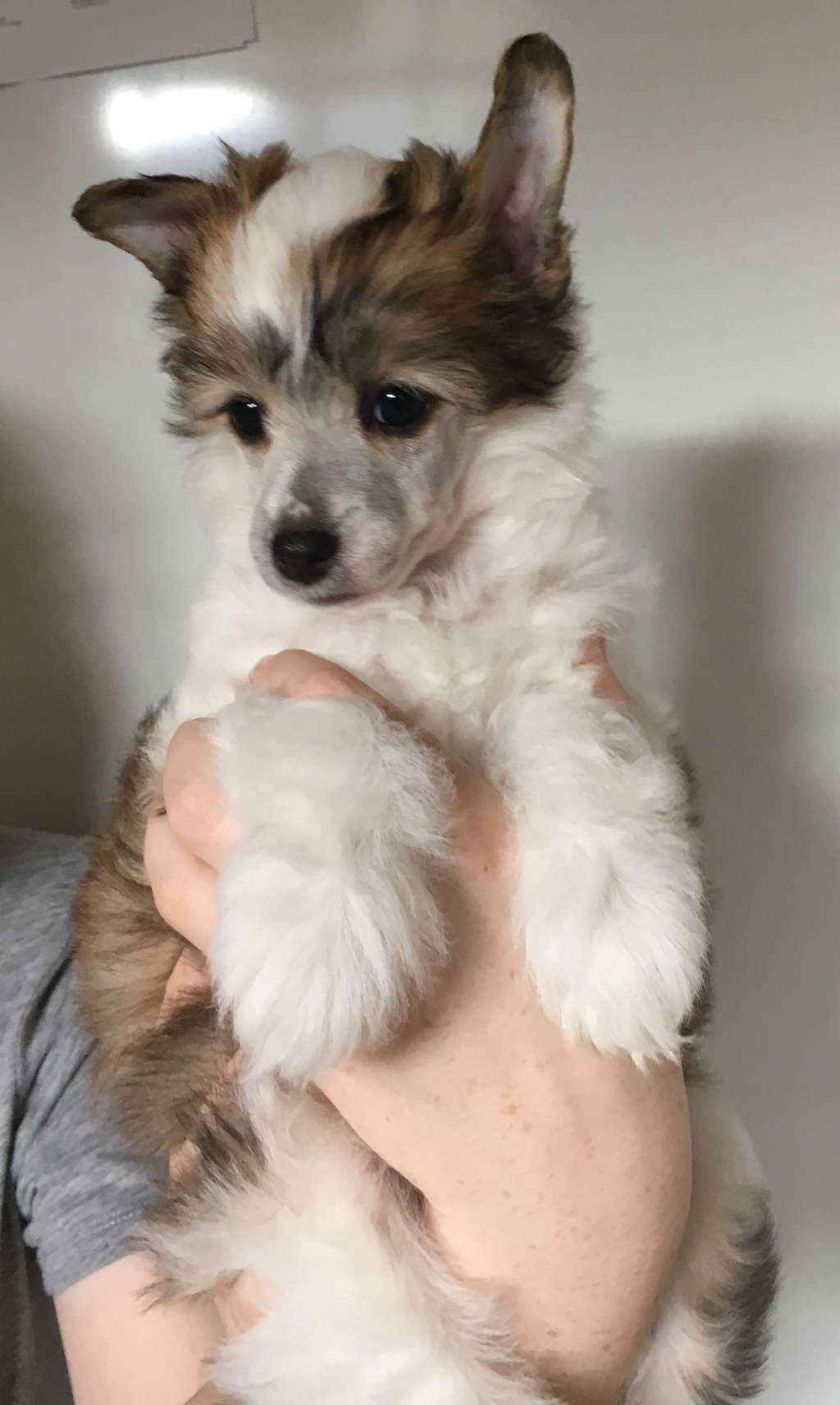 Baby Pearl Macaroni and Cheese