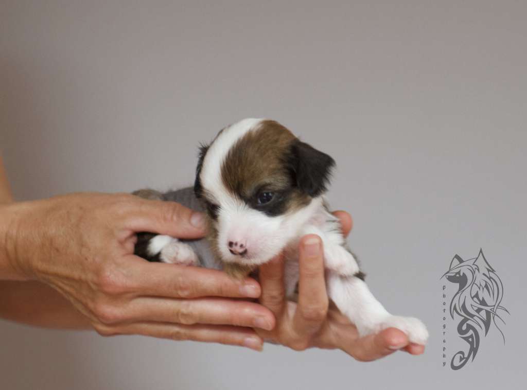 Bom Chicka Wah Wah Heritage of Han aka Chicko