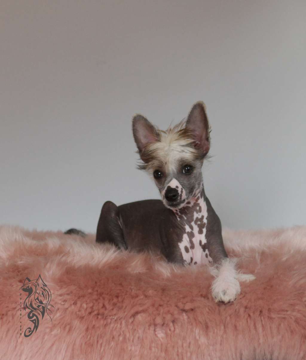 Bonheur Heritage of Han