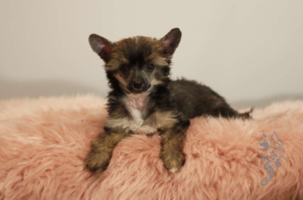 Bohemian Rhapsody Heritage of Han