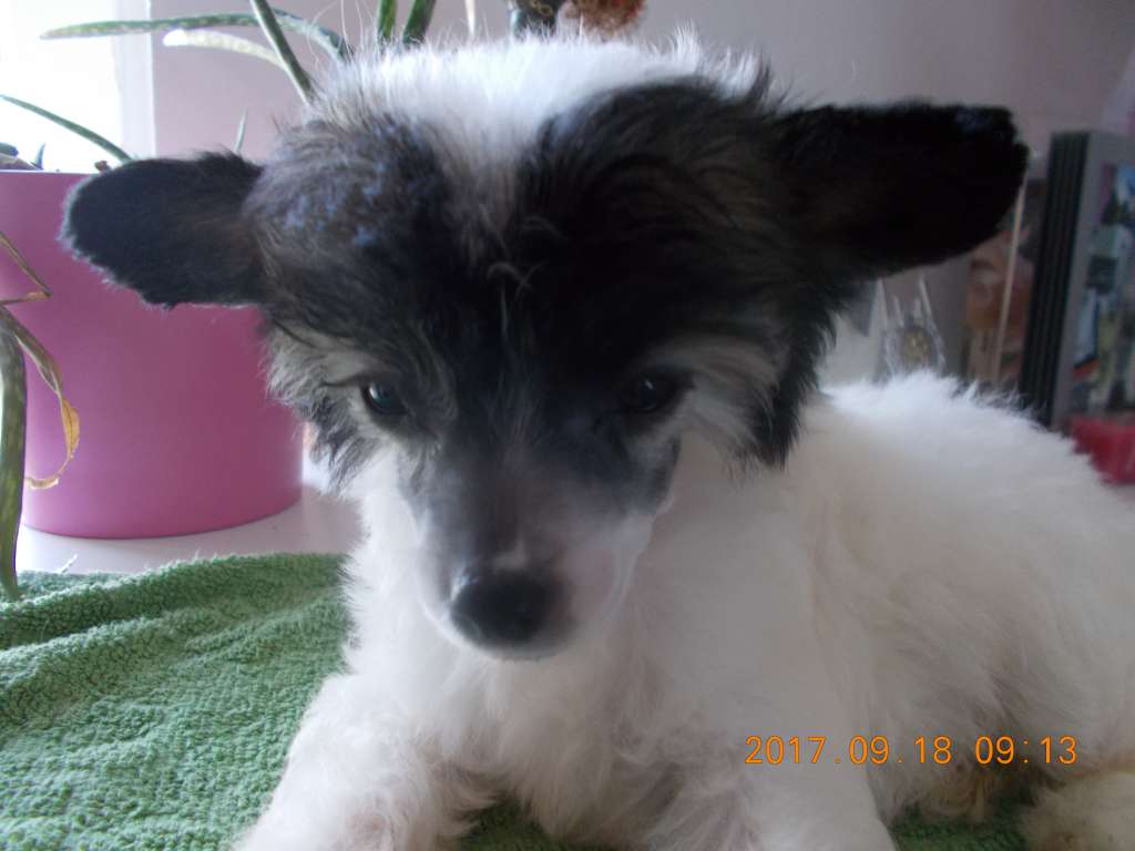 Fundoklia-völgyi Kaszanics Black Pearl