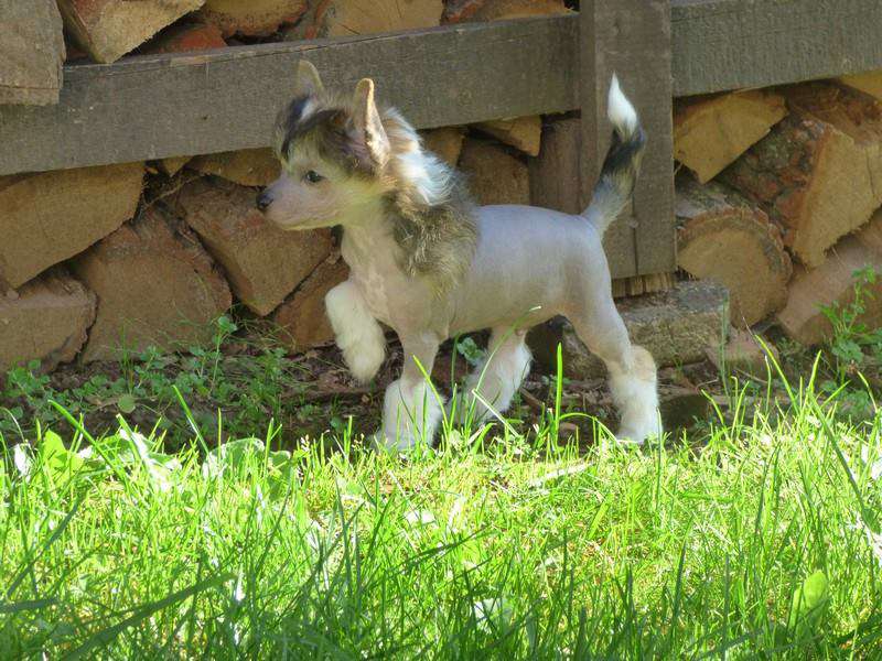 Grimm z Jestrebiho kralovstvi