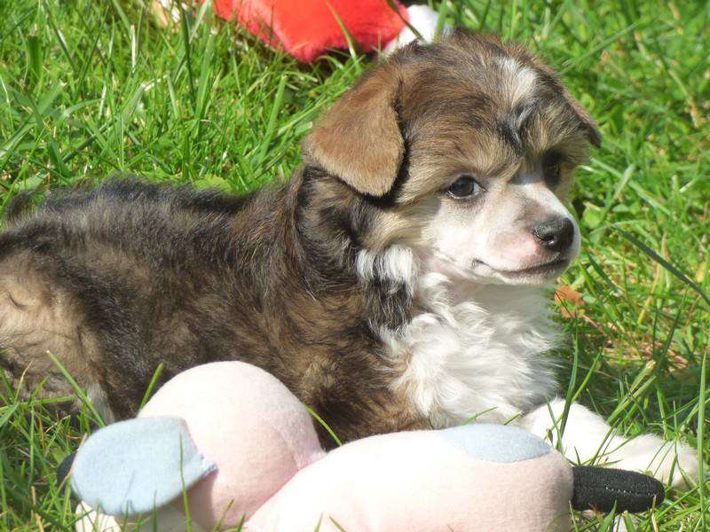 Gino z Jestrebiho kralovstvi