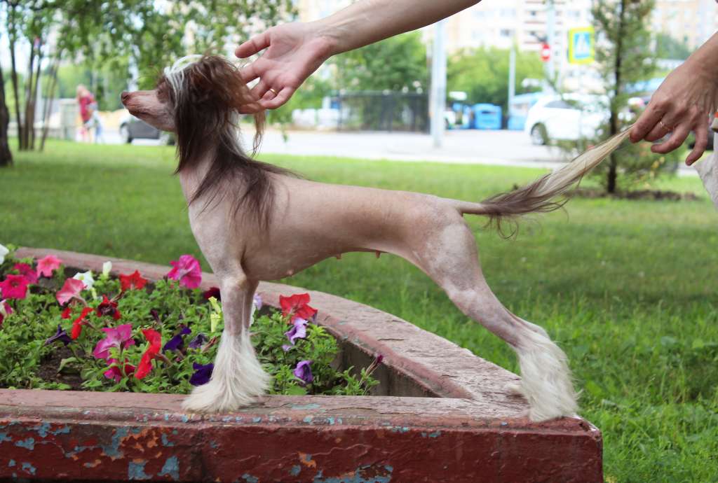 Charuyuschiy Soblazn Unique Emmiki