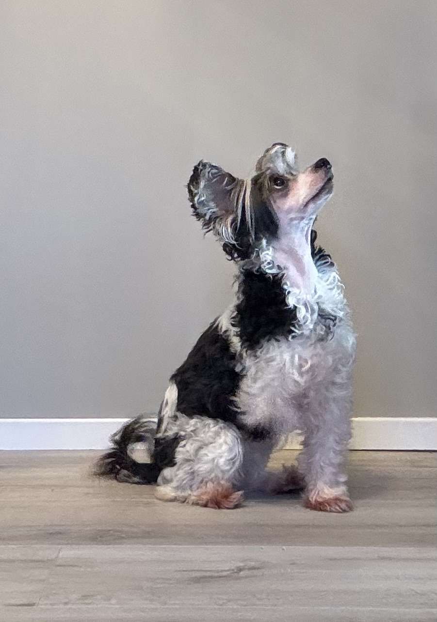 Lille Trille Lykkepille