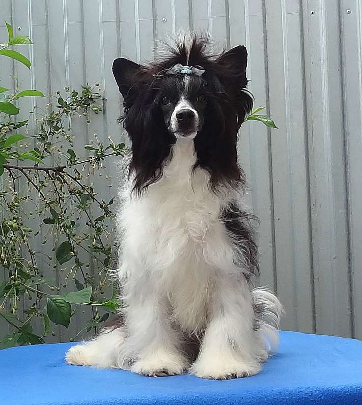 Naimuluna Line Hollywood (puff)