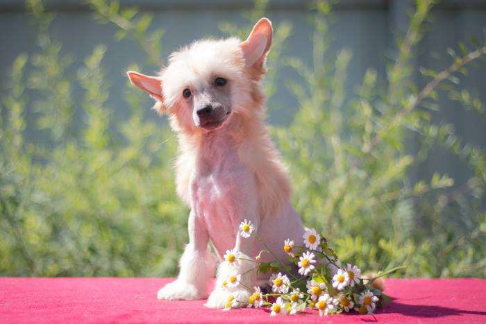 Status Imperial Ucon Vanilla Flower