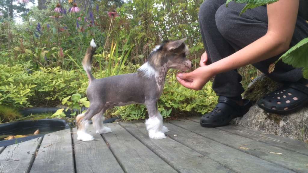 Neddies Fast And Furious