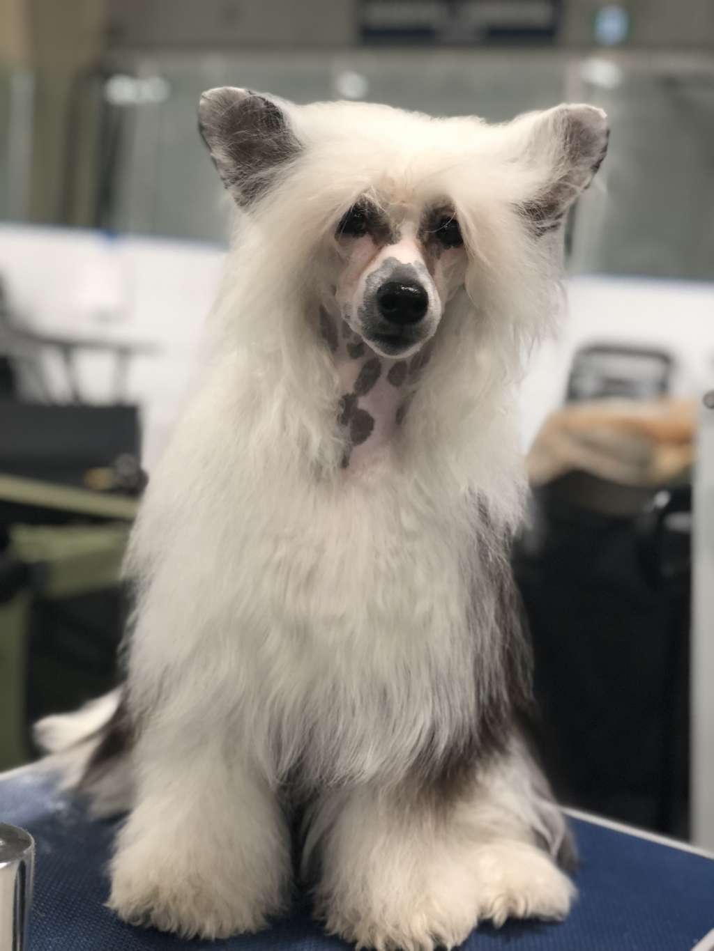 Firecrest Thisaintmy1strhodeo