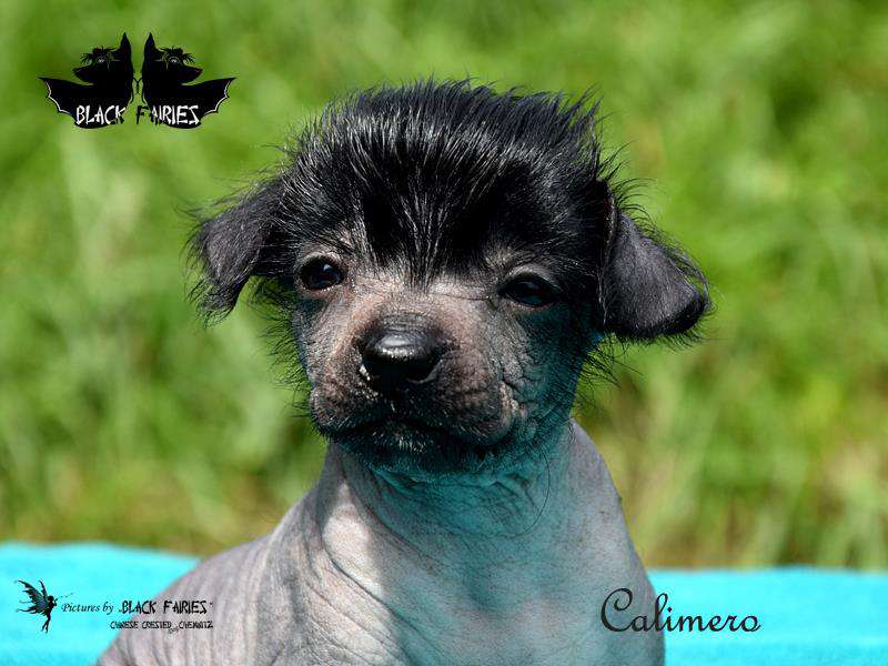 Calimero from *Black Fairies*