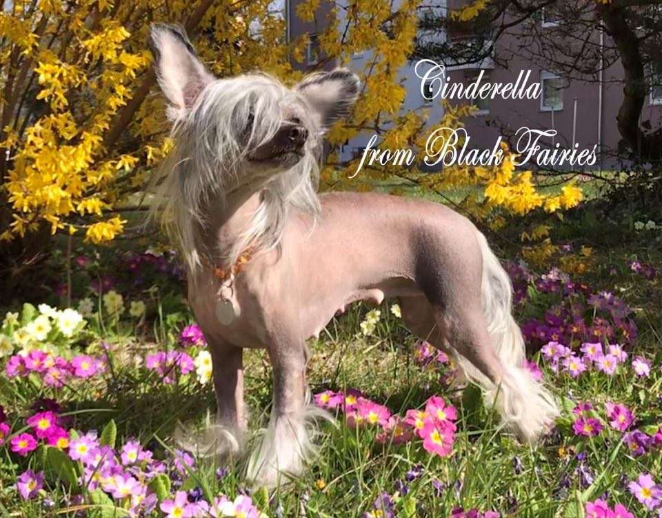 Cinderella from *Black Fairies*