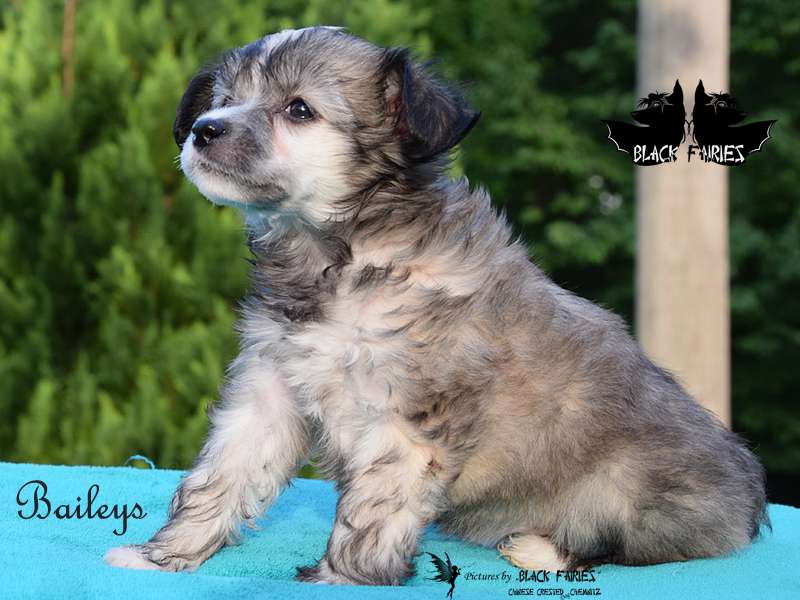 Baileys from *Black Fairies*