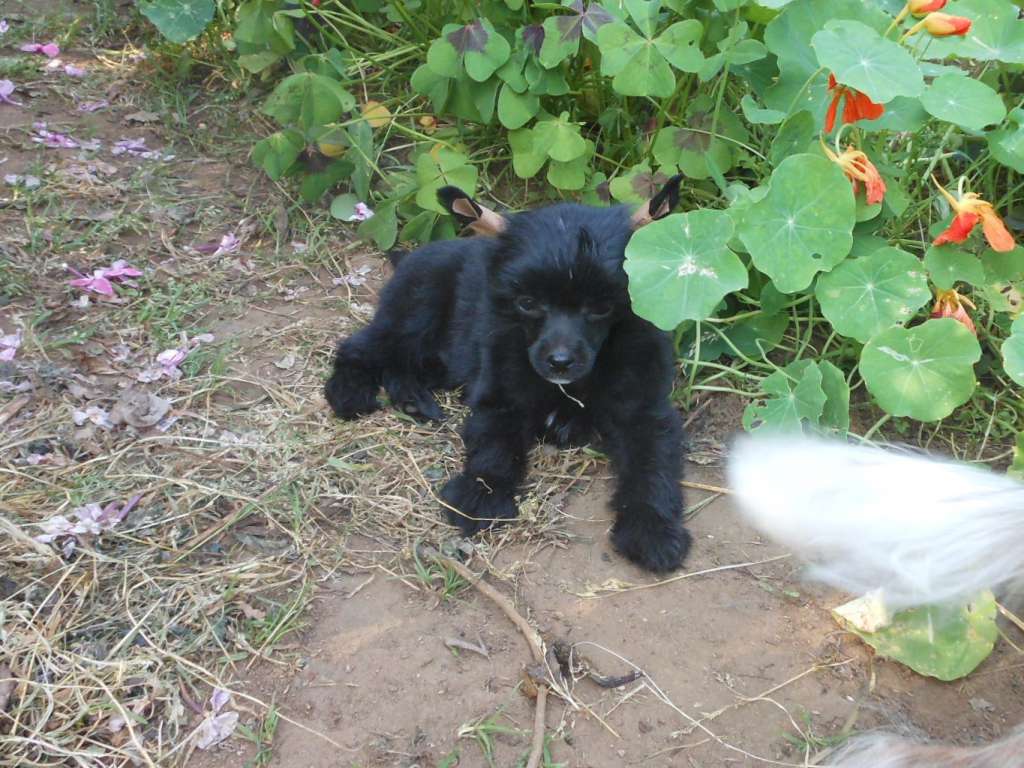 Olgard Cherniy Barchat