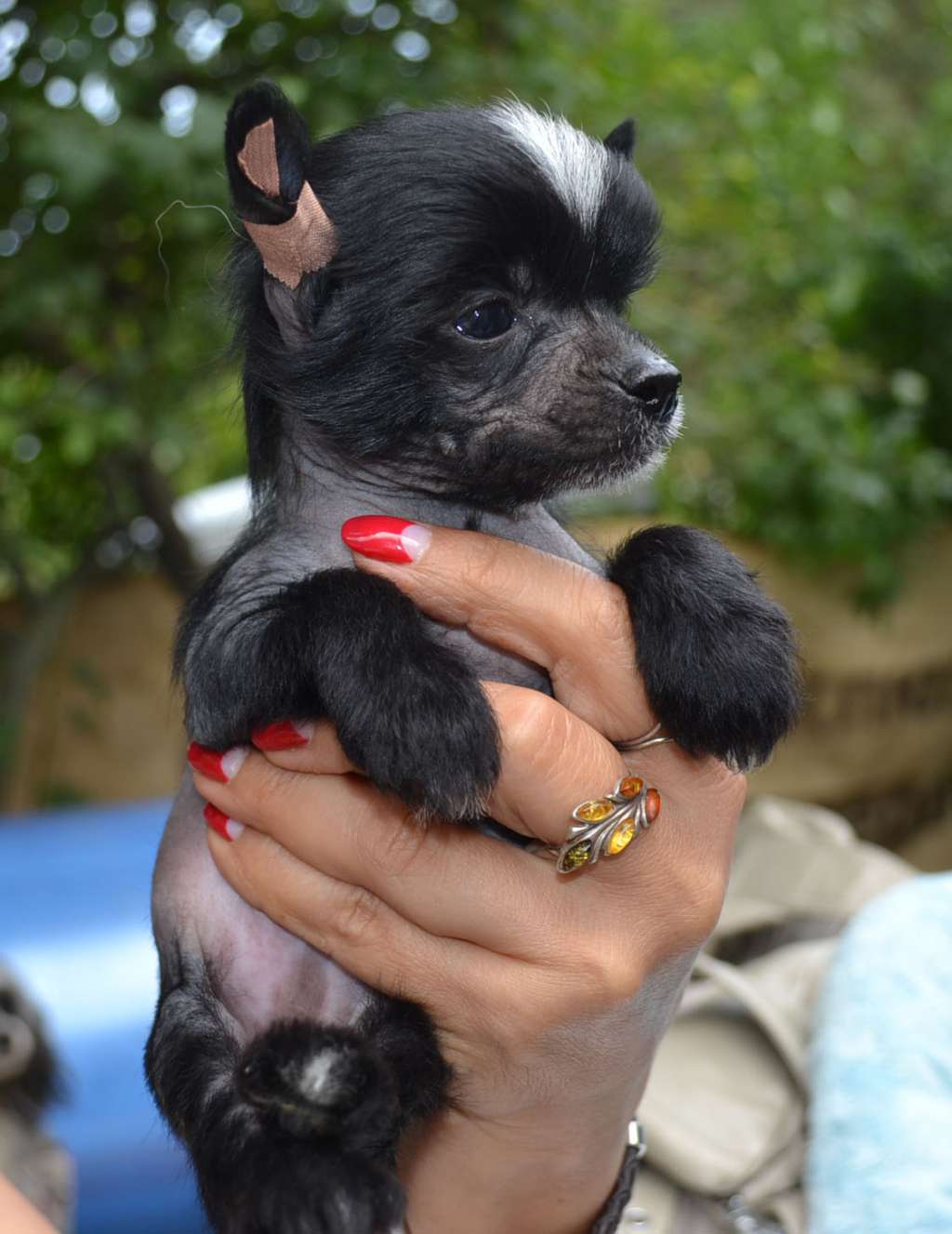 Orlando White Treise