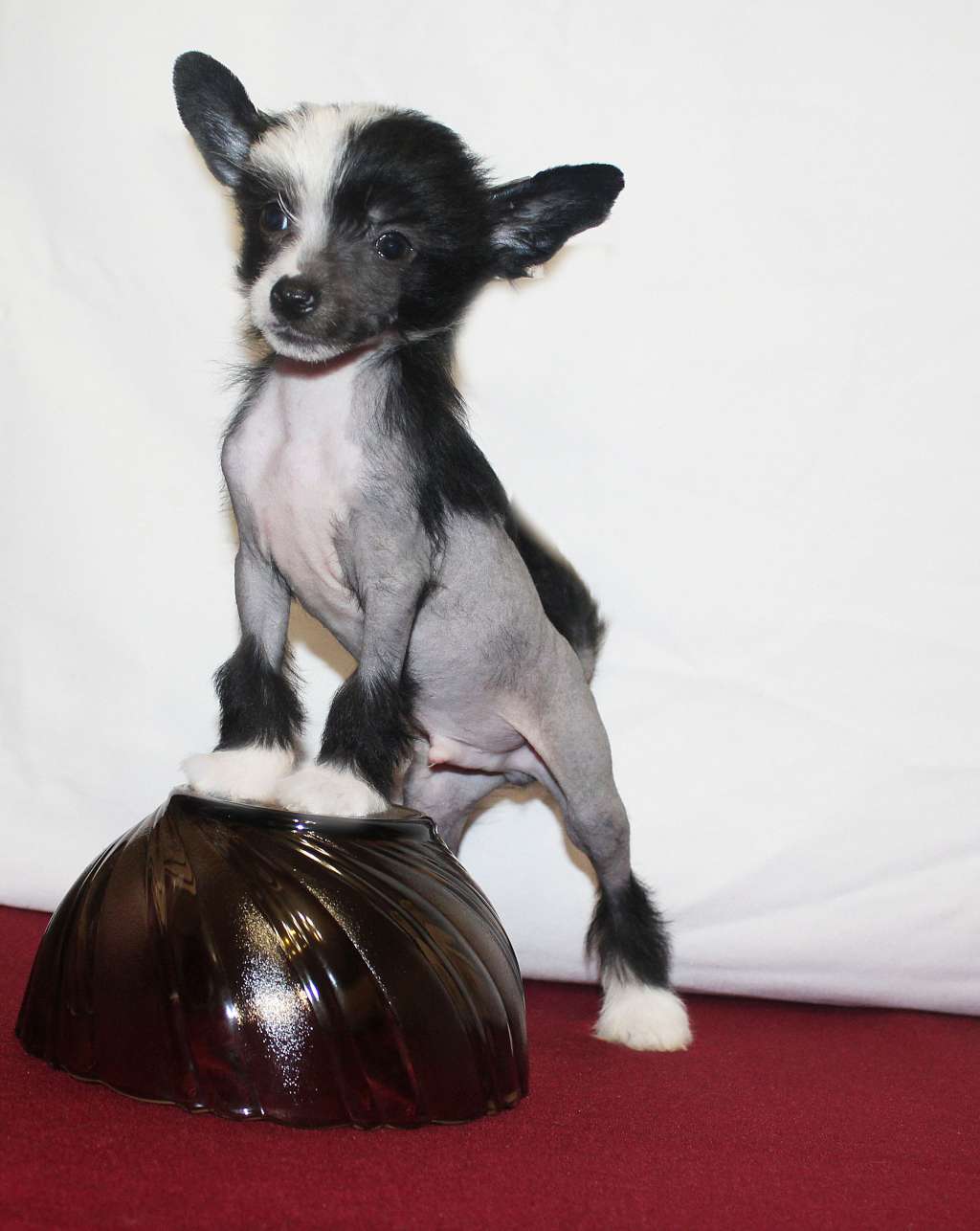 Charuyuschiy Soblazn Fleron the star of life