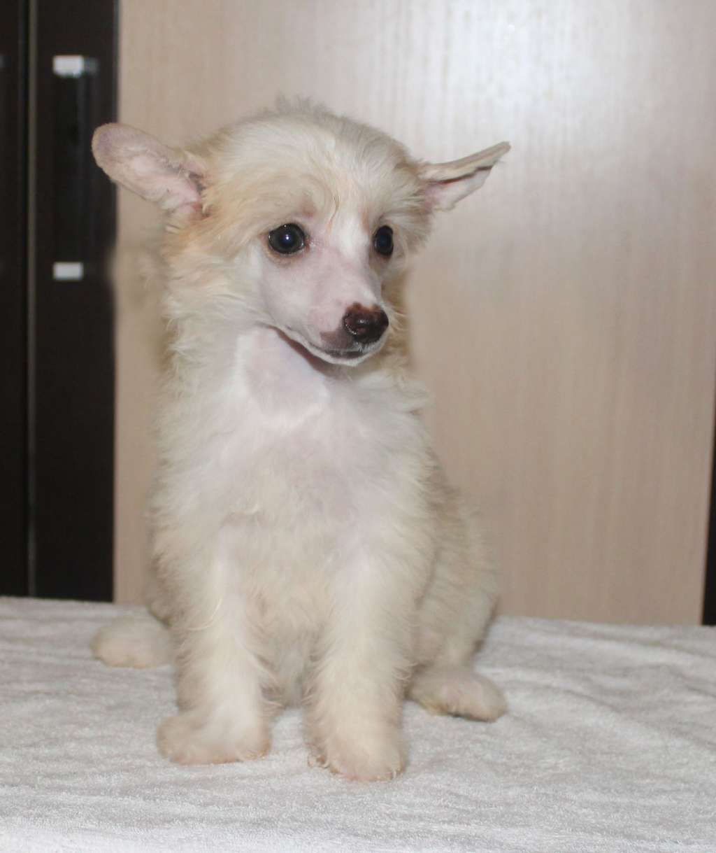 Charuyuschiy Soblazn Fanny