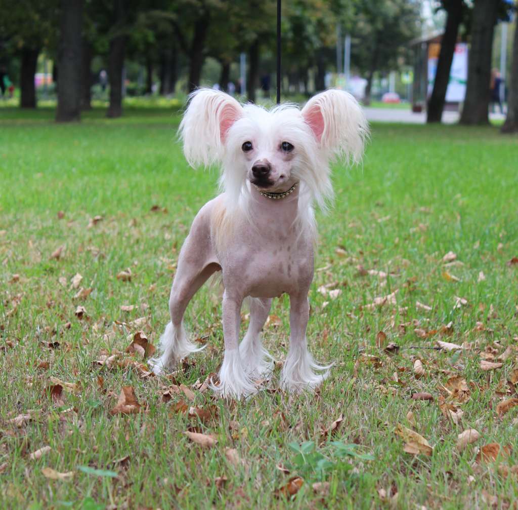 Charuyuschiy Soblazn Fantasy of bright light