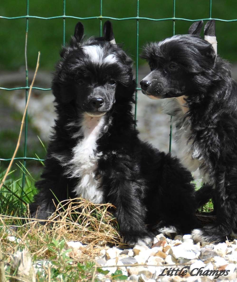 Nylée Little Champs