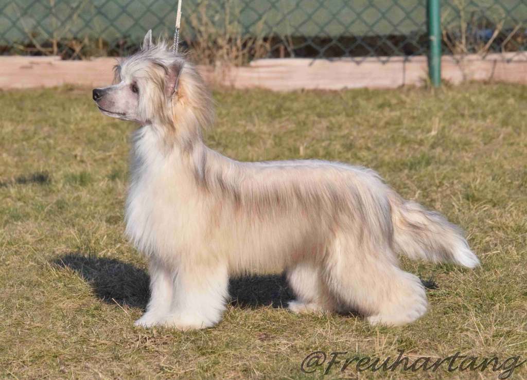 Eschirro Freuhartang