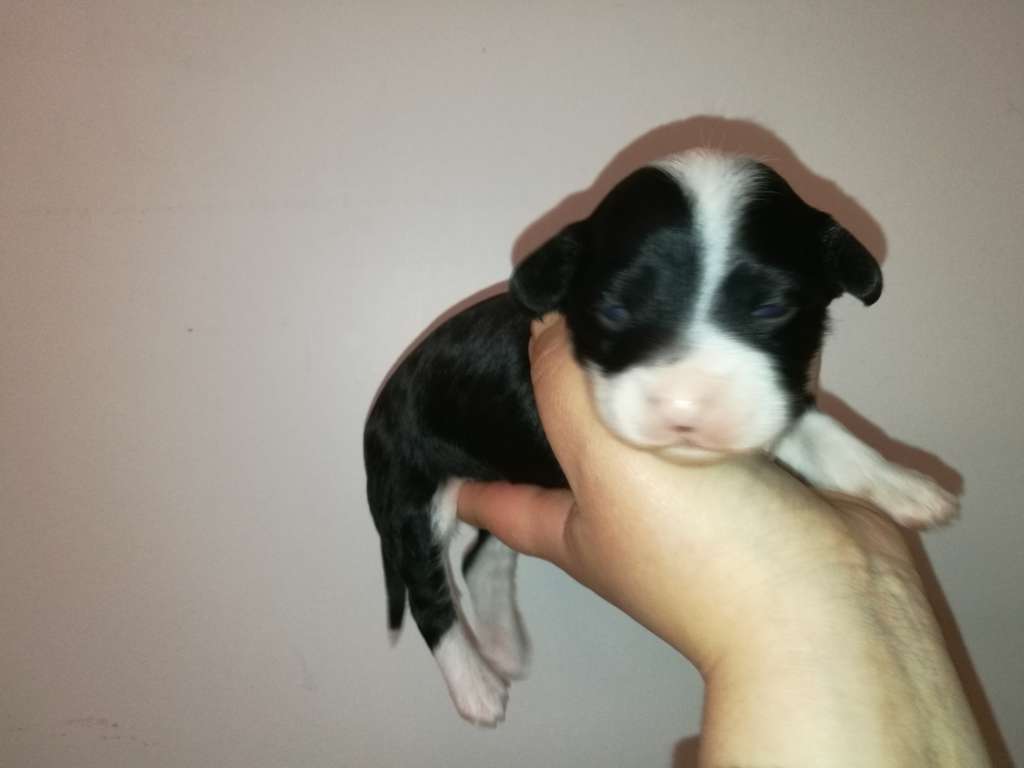 Zinnystars Crumbelina De Caramello