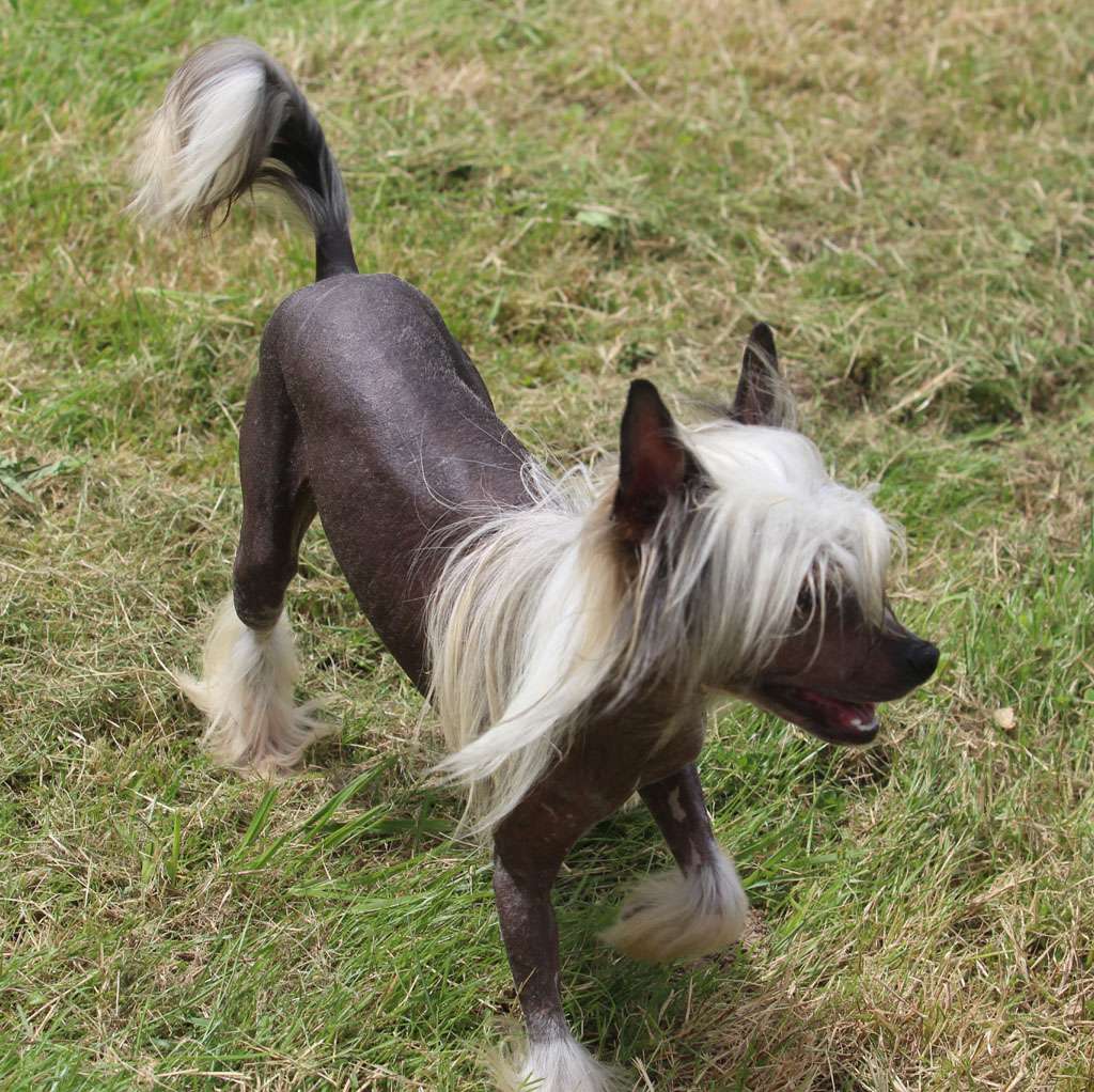 Powerfull heart of fire de Almamasan