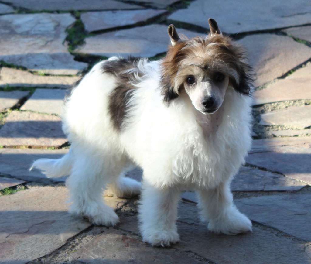 Pretty stained dream de Almamasan