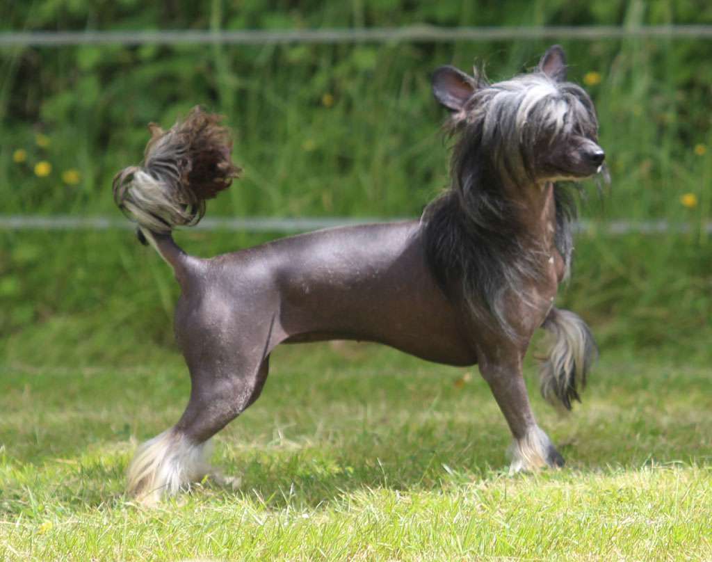 Purple star rain de Almamasan