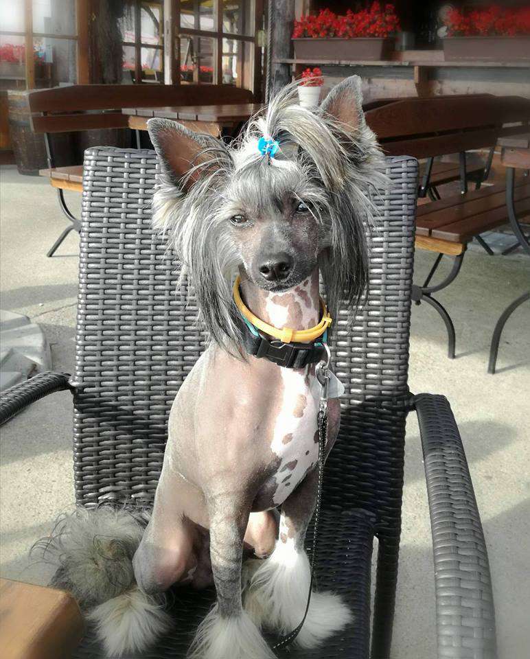 Art z Panství Petra Voka