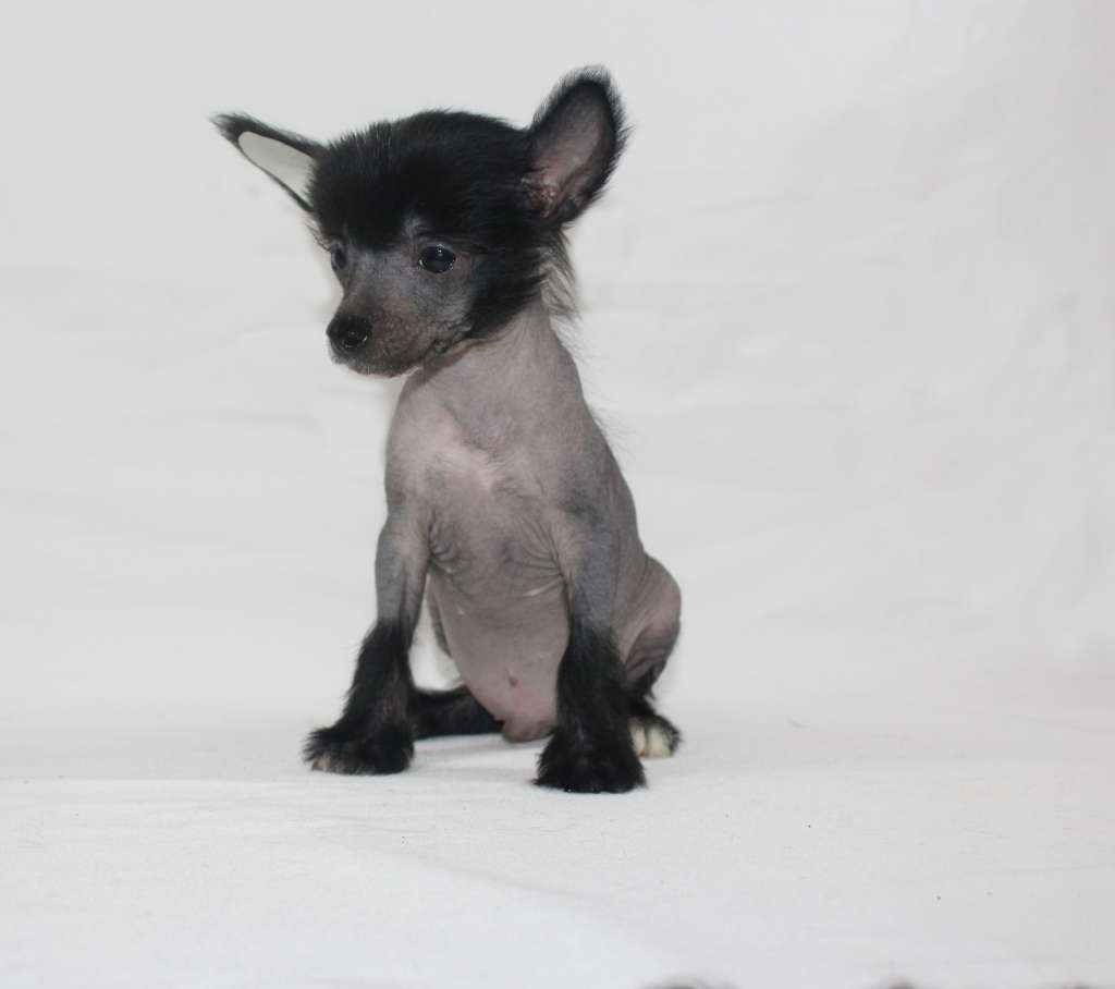 Charuyuschiy Soblazn Hattie Love Forever