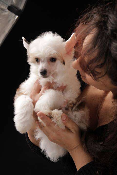 Adrinn Angel's Brenda