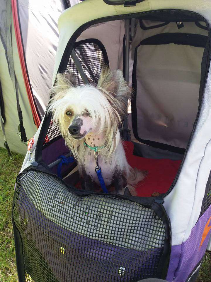 Adrinn Angel's Babszem Babett