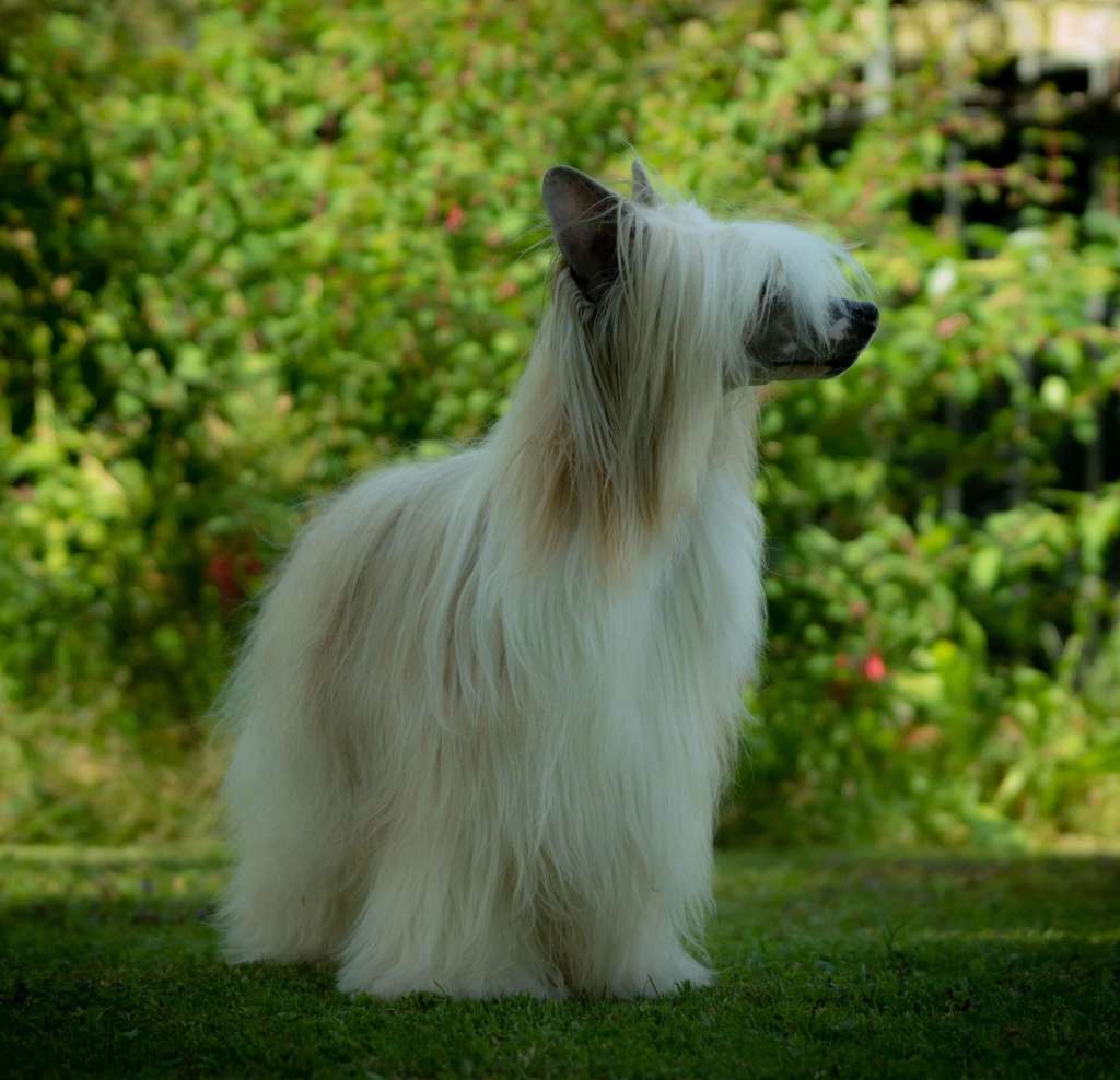 Jo Malone von Shinbashi