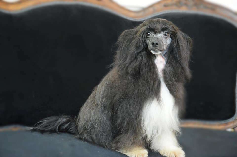 Frodo Of komorebi dreams