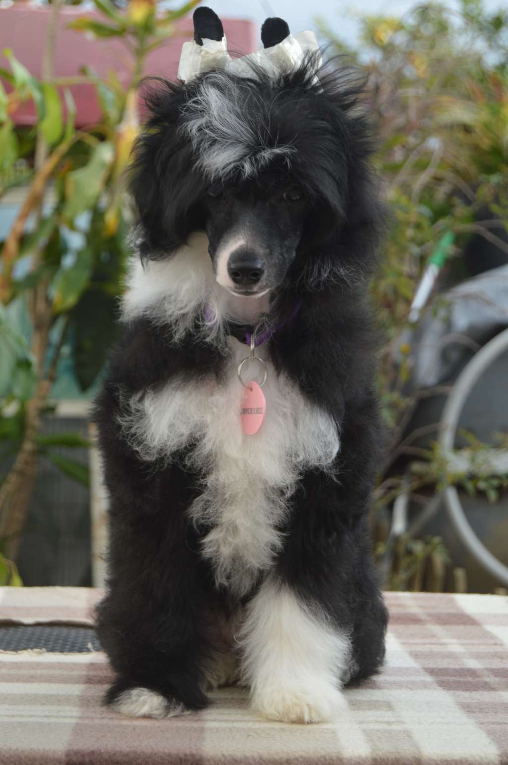 Daphne Of Komorebi Dreams